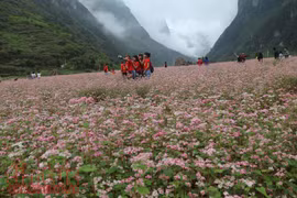 Buckwheat flower festival in Ha Giang promises diverse activities