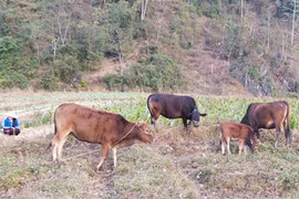 Northern mountainous provinces seek to improve PCI