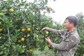 Hoa Binh to host investment promotion event 