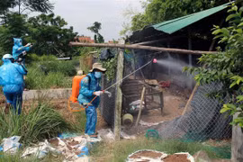 Bird flu detected in Phu Yen province 