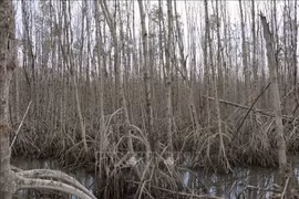 Experts raise concerns over draining of wetlands