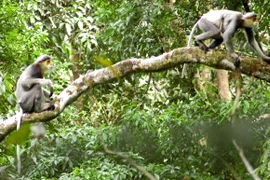 Central province launches project to protect endangered langurs
