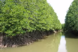 Ca Mau eyes to plant additional 500ha of forest