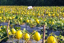Agricultural innovation needed for growth