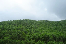 Vietnam plants 130,858ha of production forest in 8 months