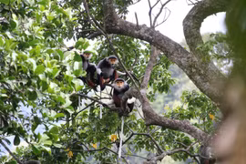Artistic programme marks 25 years of action for biodiversity