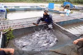 Aquaculture output picks up 6 percent in four months