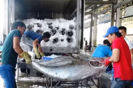 EC delegation to inspect IUU fishing in Vietnam
