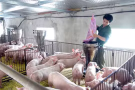 CP TPP to bring both opportunities, challenges to breeding sector