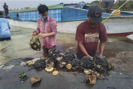 Dead sperm whale in Indonesia found with 6kg of plastic in its stomach