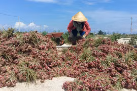Ly Son Island to have new night market