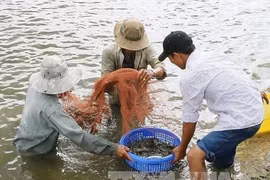Giant river prawns recover in Mekong Delta after long decline