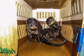 Ten rare otters saved from illegal trade in Nam Dinh