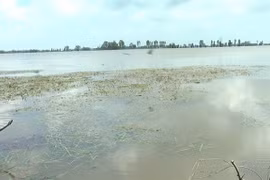 Floods damage 2,000ha of rice in Mekong Delta