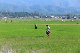 Winter-spring rice yields big profits for farmers