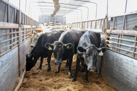 Vinamilk imports 200 more dairy cows