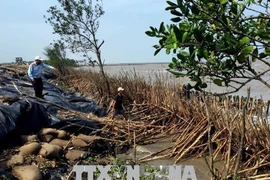 Ca Mau speeds up construction of breakwater on erosion threat