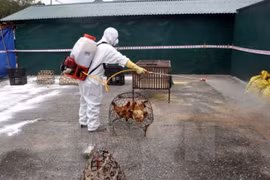 Vietnam records no new bird flu virus strains