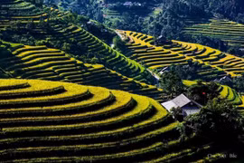 Vietnam’s tourism sector works to attract more foreign tourists 