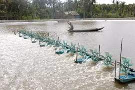 Tra Vinh farmers grow mangrove forests to breed shrimp