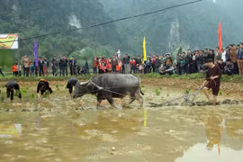 Long Tong, unique farming ritual of the Tay