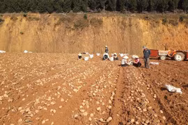 Lam Dong works to build Da Lat potato brand