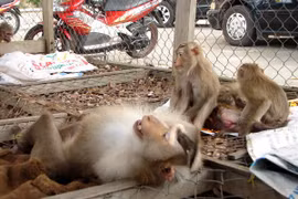 Wild animals handed over to Phong Nha – Ke Bang national park