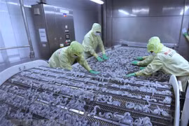 Kien Giang enjoys strong growth in exports