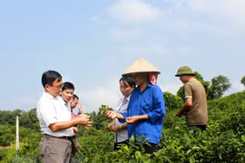 Germany helps Tra Vinh build modern cooperative models