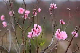Cold spell means peach blossoms cost more