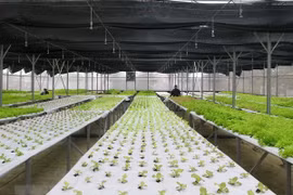 Numerous hi-tech agriculture enterprises licensed: ministry 