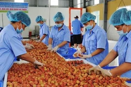 Solutions sought to reduce food losses 