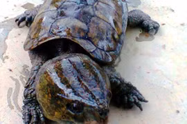 Wildlife crime becomes more serious in Vietnam