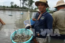 Technology exhibition of Vietnam shrimp sector to run in Bac Lieu