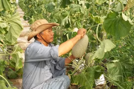 Vietnam, NZ agriculture ministers talk farm produce improvements
