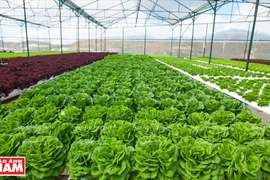 Lam Dong leads in attracting FDI in hi-tech agriculture
