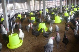 No new cases of H5N1 bird flu in humans reported since 2014