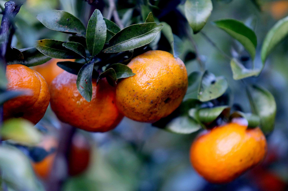 Chieng Coi mandarins are a local variety preserved and naturally cultivated over generations by residents of former Chieng Co commune. (Photo: VNA)