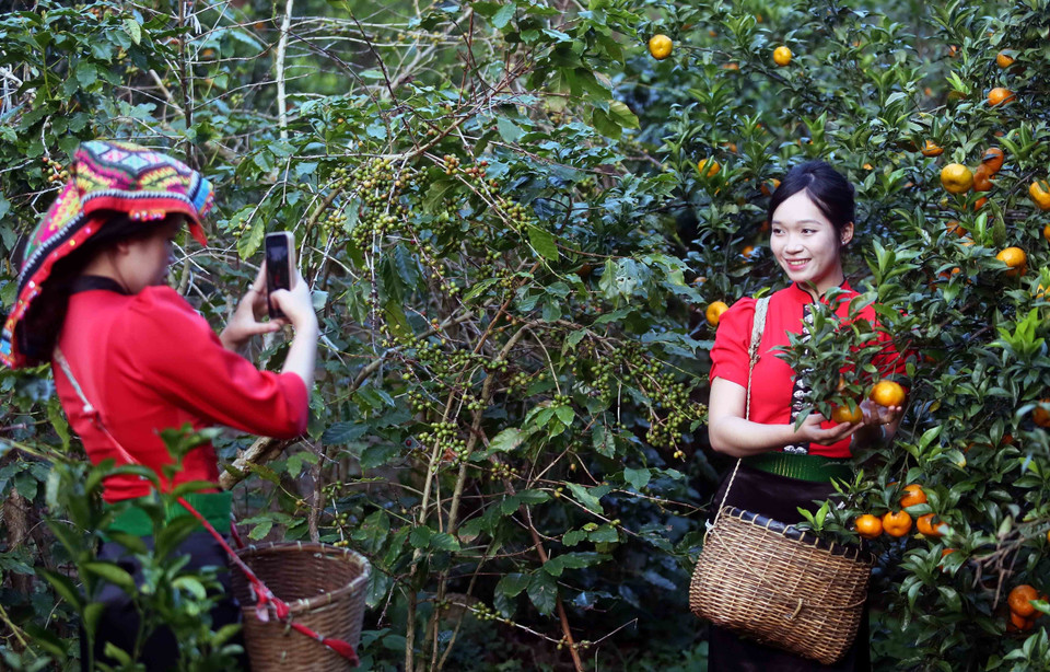 Visitors tour and experience mandarin orchards in Muong Yen hamlet, Chieng Coi ward. (Photo: VNA)