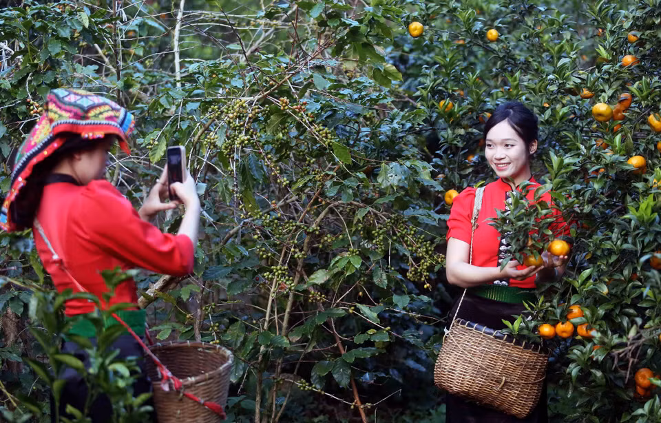 Visitors tour and experience mandarin orchards in Muong Yen hamlet, Chieng Coi ward. (Photo: VNA)