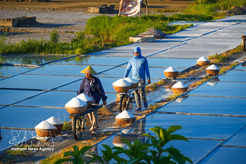 Farmers carry salt from the production site back to their homes. (Photo: VNA)