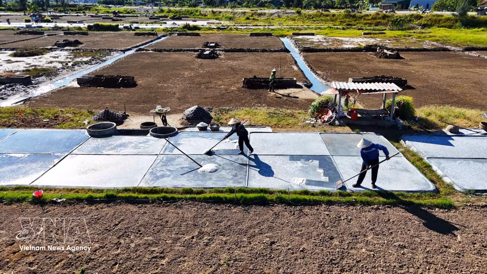 Salt farmers use rakes to gather salt from the evaporation pans. (Photo: VNA)