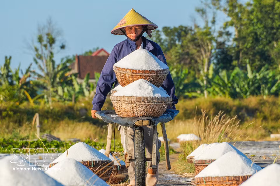 Farmers transport harvested salt from the salt fields to collection points. (Photo: VNA)