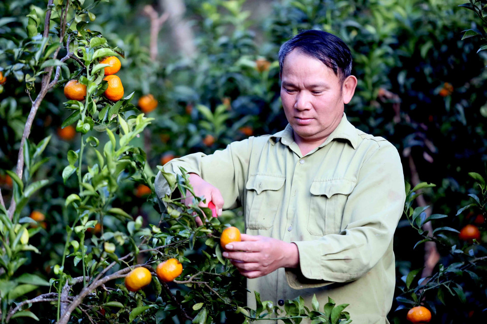 Lu Van Bang in Muong Yen hamlet, Chieng Coi ward, Son La province, harvests mandarins for market supply. (Photo: VNA)