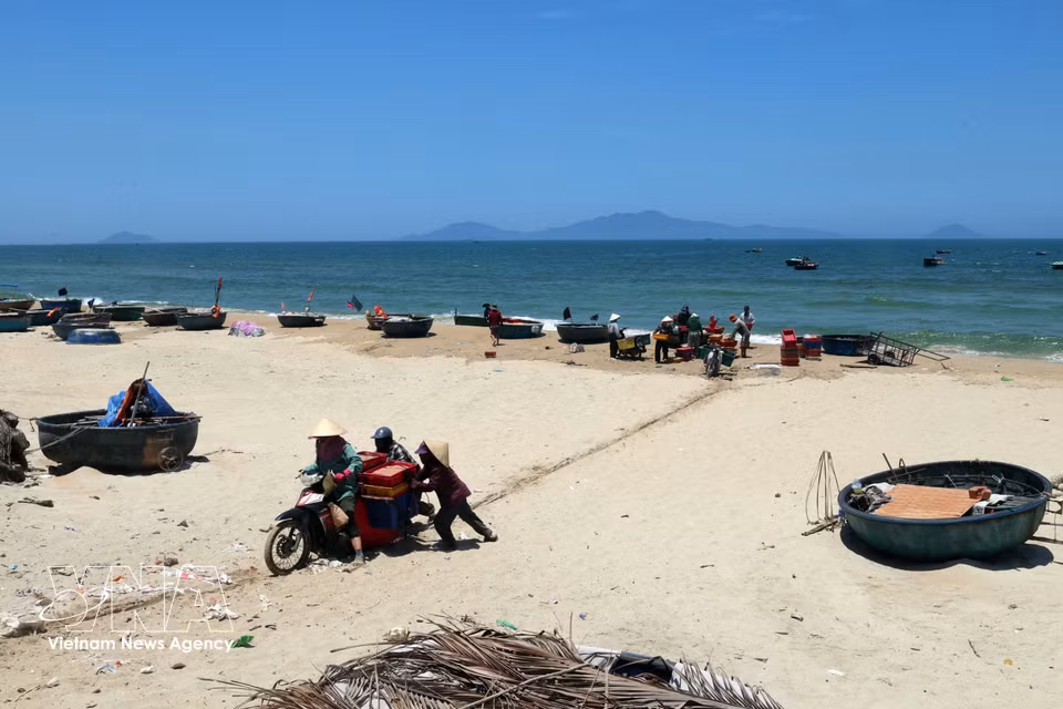 Fishermen transport seafood ashore in the sandy coastal area of Duy Nghia commune, Da Nang city. (Photo: VNA)