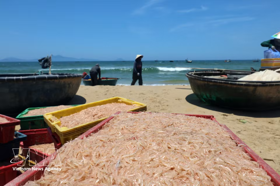 Livelihoods of fishermen in the coastal area of Duy Nghia commune, Da Nang city. (Photo: VNA)