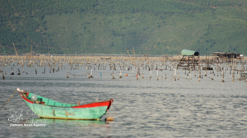 Oyster farming sites of Hue residents dot the wide waters of Lap An Lagoon. (Photo: VNA)