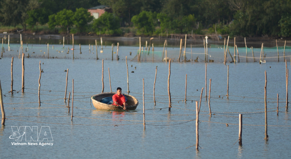 Local residents farm oysters on Lap An Lagoon. (Photo: VNA)