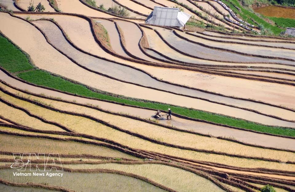 Farmers rush to prepare the land for the upcoming crop season. (Photo: VNA)
