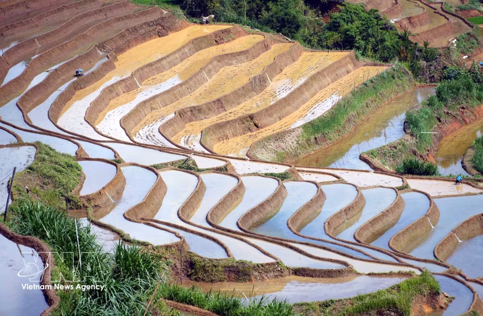 The vibrant green of young rice seedlings blending with the clear water creates a serene rural landscape. (Photo: VNA)